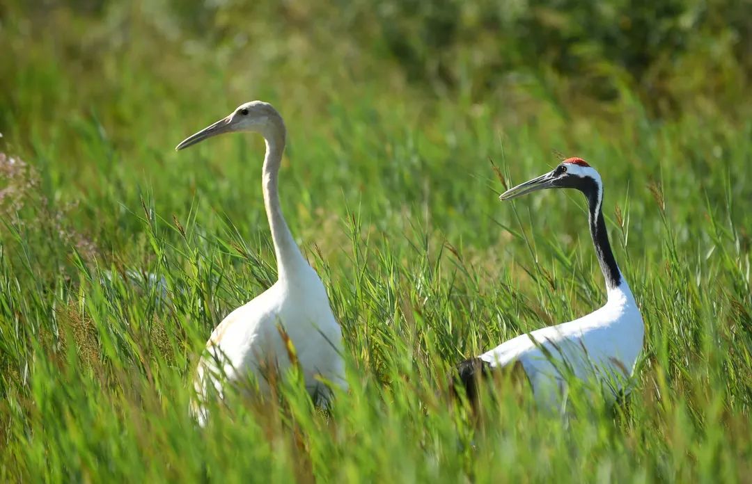 诗与远方的和谐乐章——中国科学院院士颜···